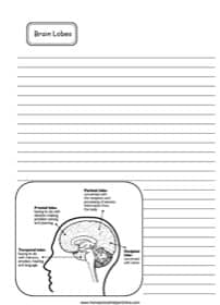 Brain Lobes Notebooking Page