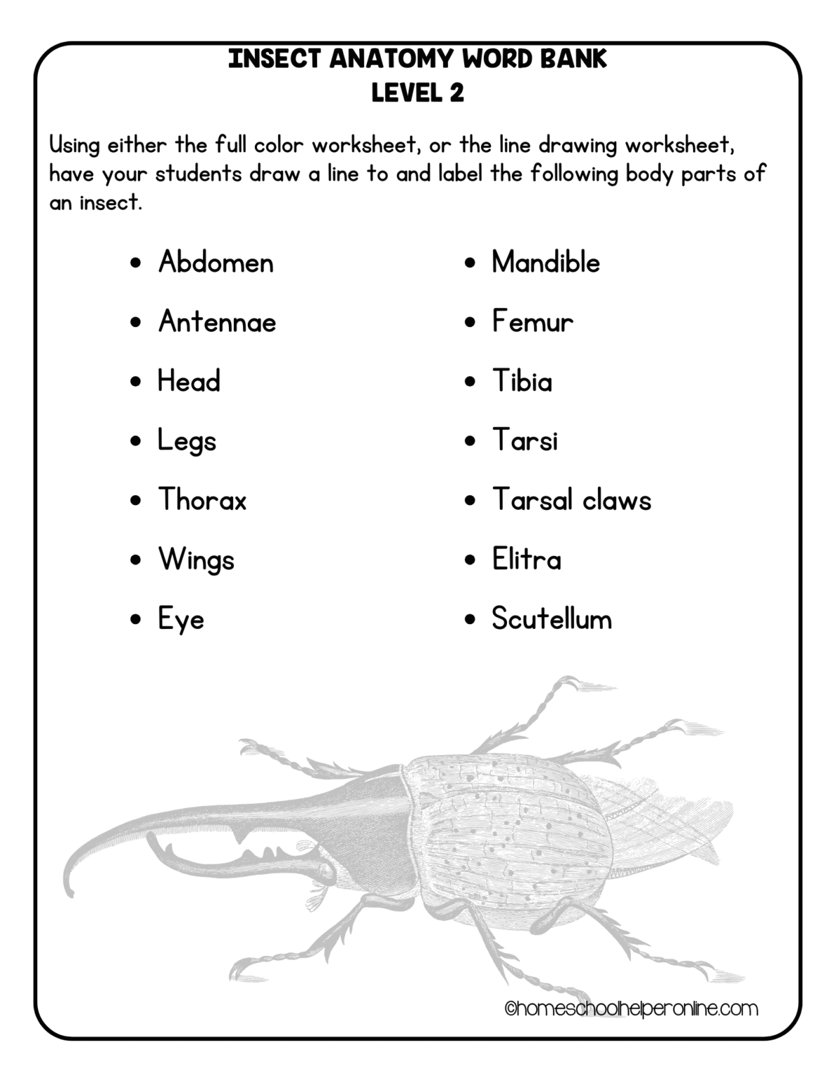 Label Insect Worksheet Label the Insect Worksheets for Elementary - Homeschool Helper Online