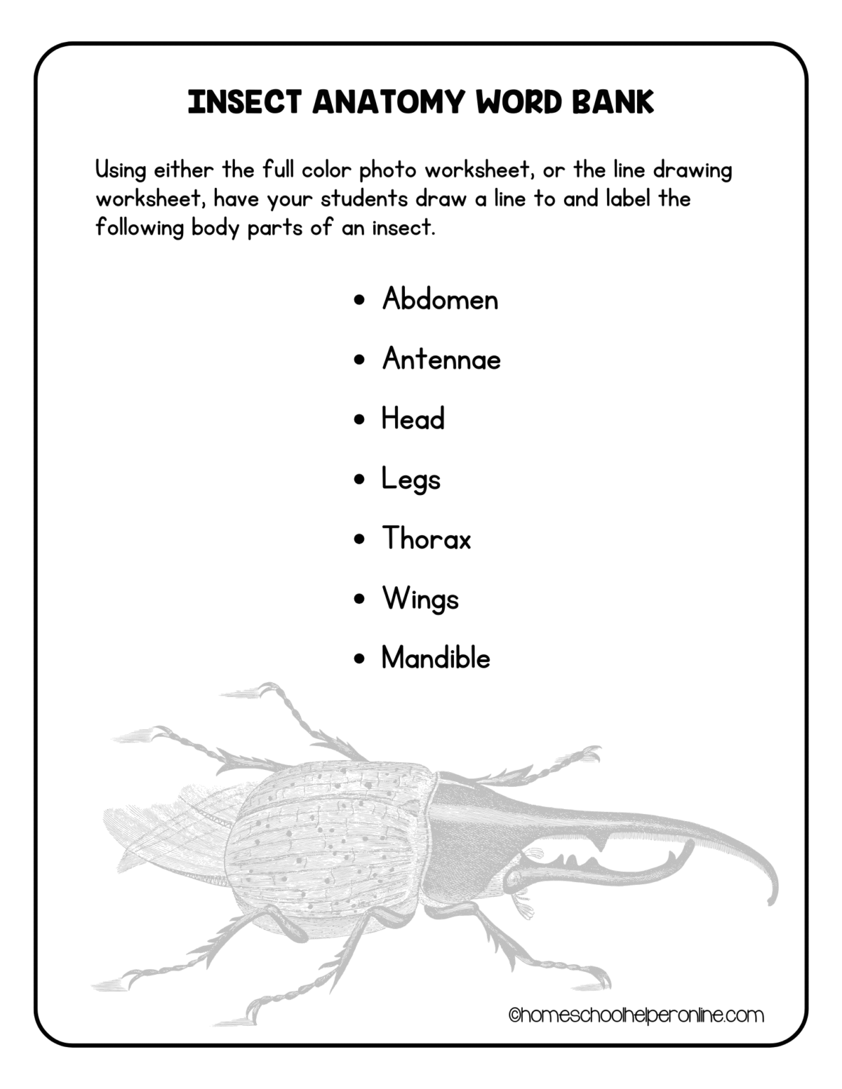 Insect Head Worksheet Label the Insect Worksheets for Elementary - Homeschool Helper Online