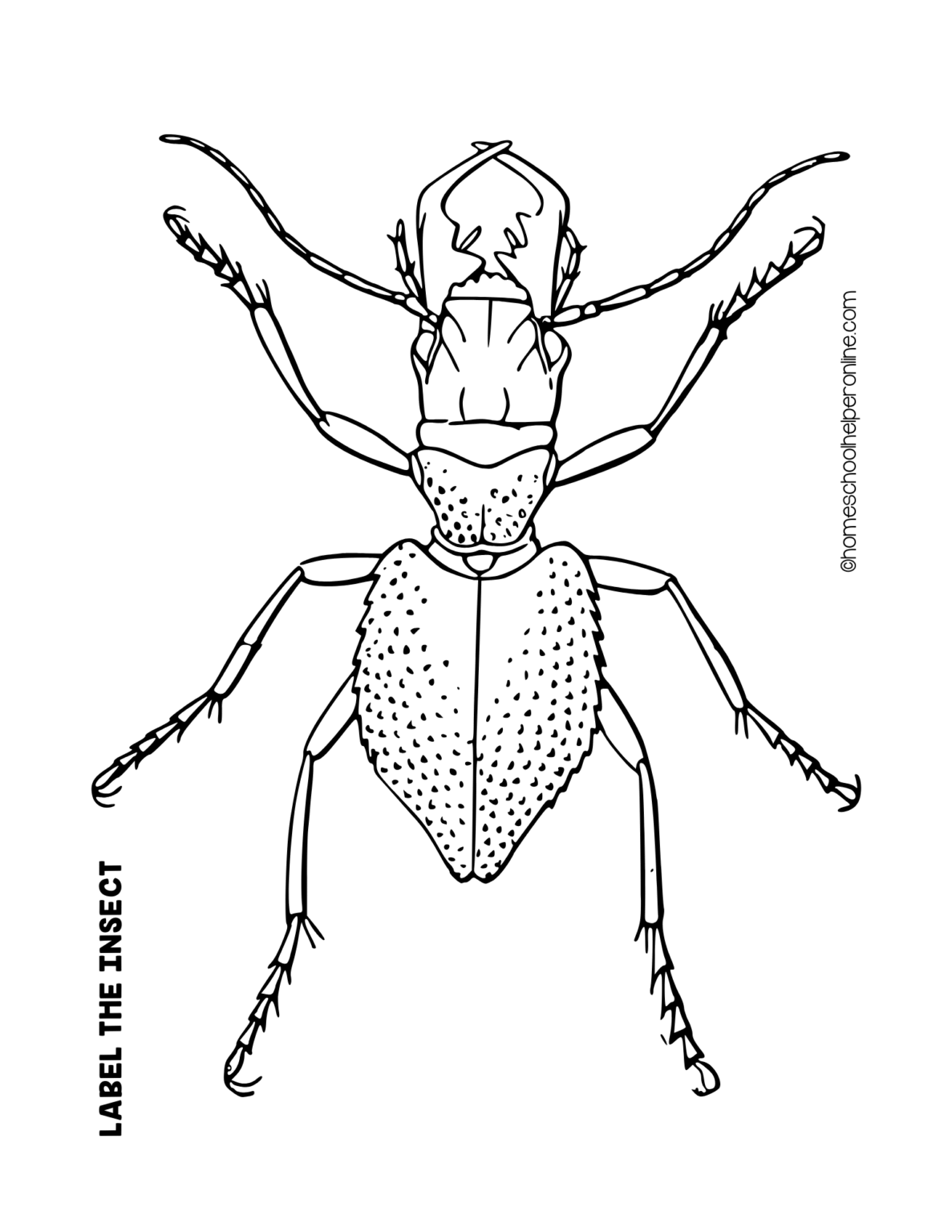 Insect Head Worksheet Label the Insect Worksheets for Elementary - Homeschool Helper Online