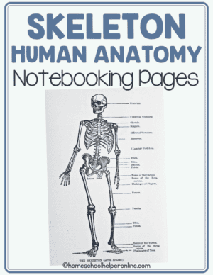 Skeleton Writing Note Skeleton Notebooking Pages for Studying Human Anatomy - Homeschool ...