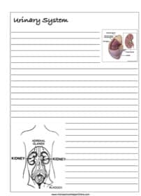 Urinary System Notebooking Page