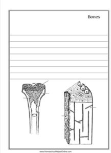 Inside of Bones Worksheet