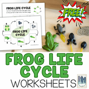 frog life cycle