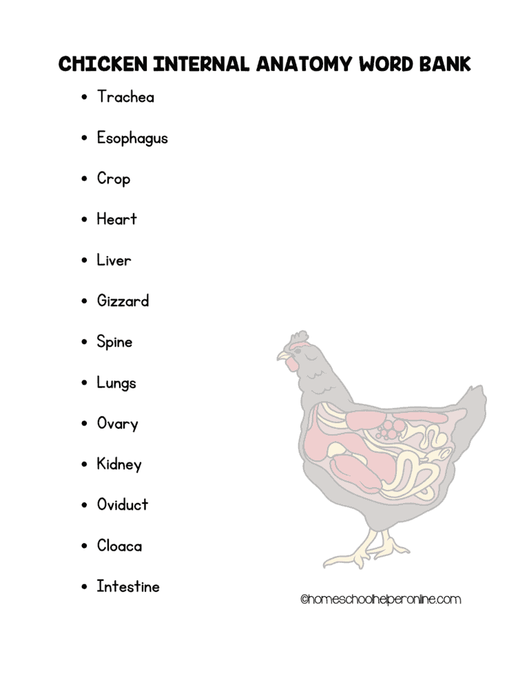 Chickens and Eggs Notebooking Pages and Anatomy Worksheets - Homeschool ...