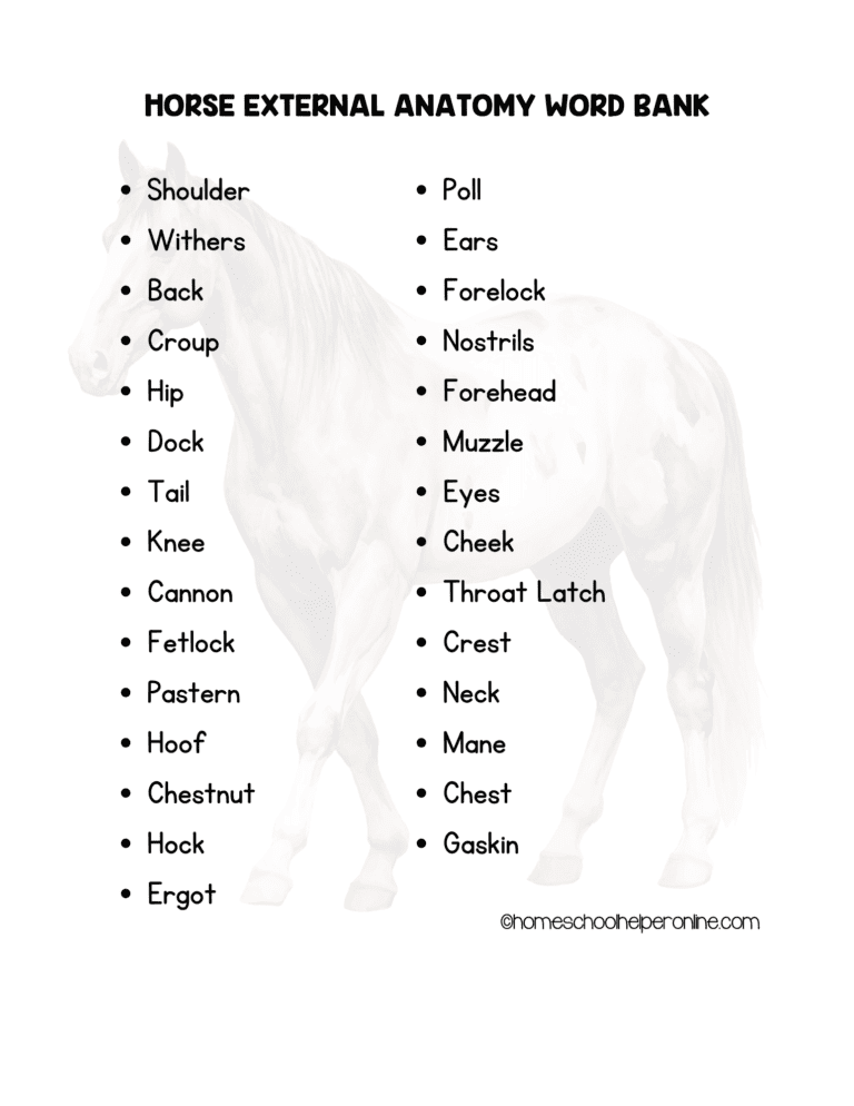 Label the Horse Anatomy Worksheets - Homeschool Helper Online