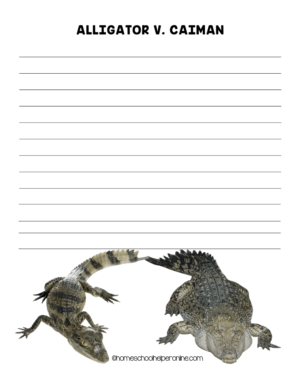 alligator versus Caiman Reptiles notebooking page