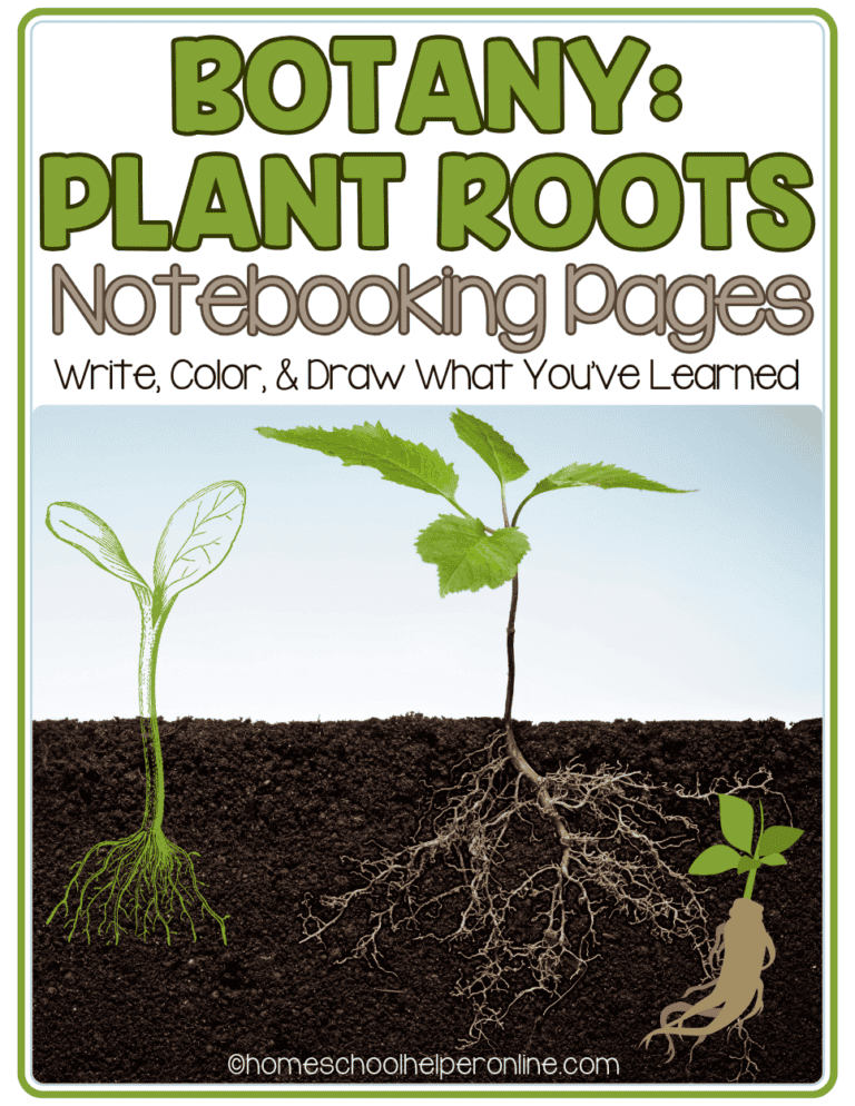 Plant Roots Notebooking Pages for Botany Study - Homeschool Helper Online