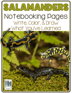 salamander notebooking pages