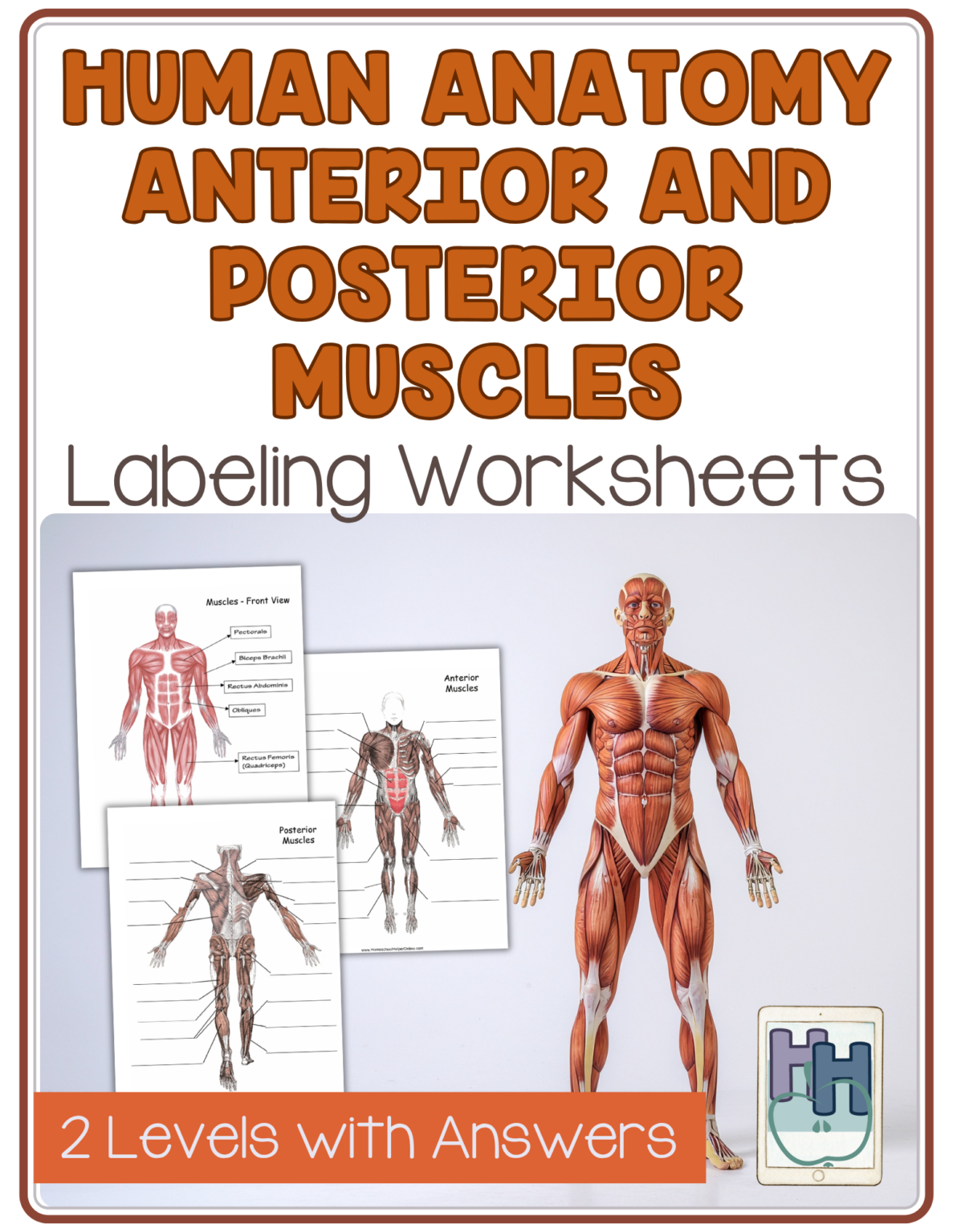 Label the Anterior and Posterior Muscles: Human Anatomy Worksheets ...