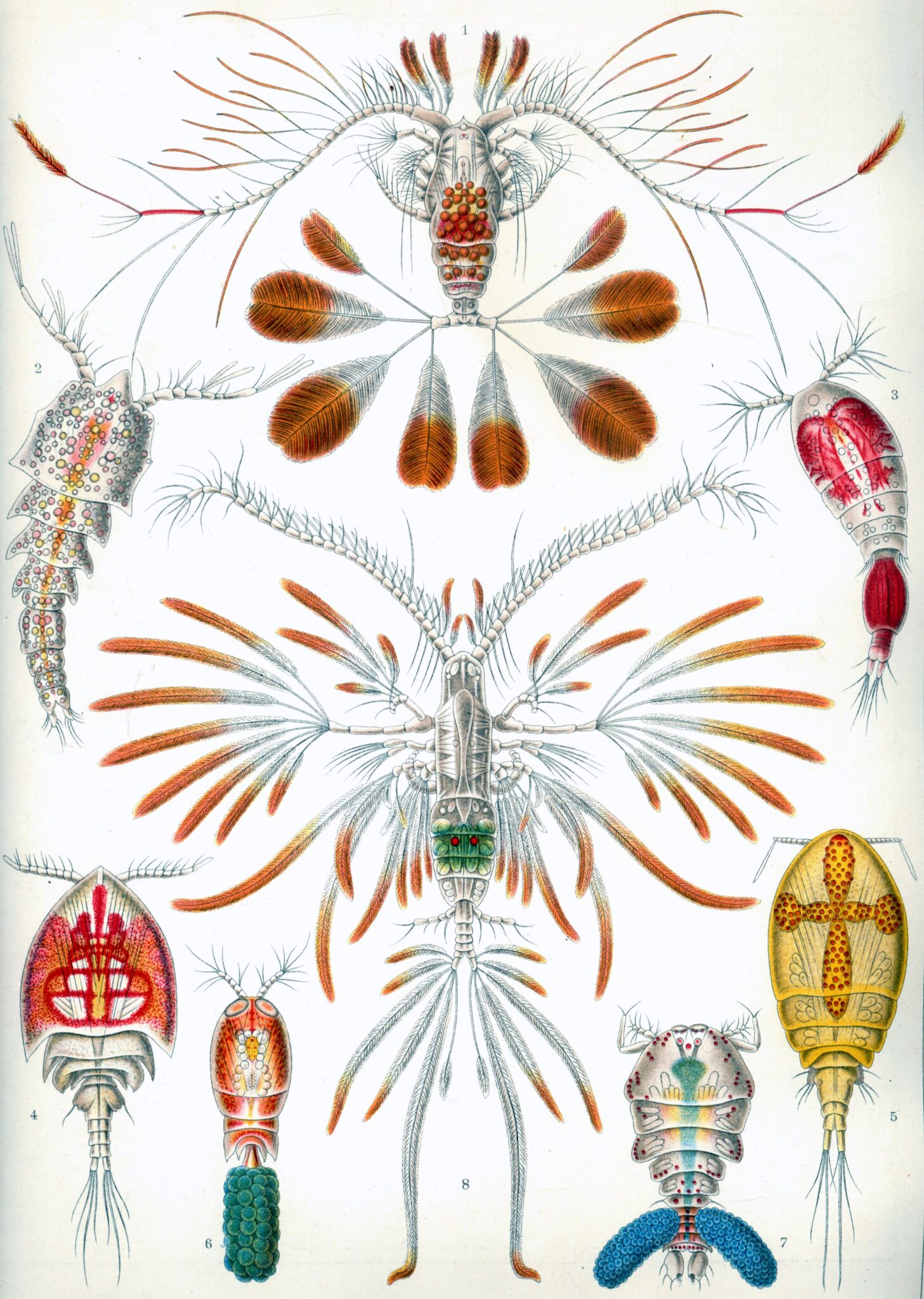 Haeckel_Copepoda crustaceans