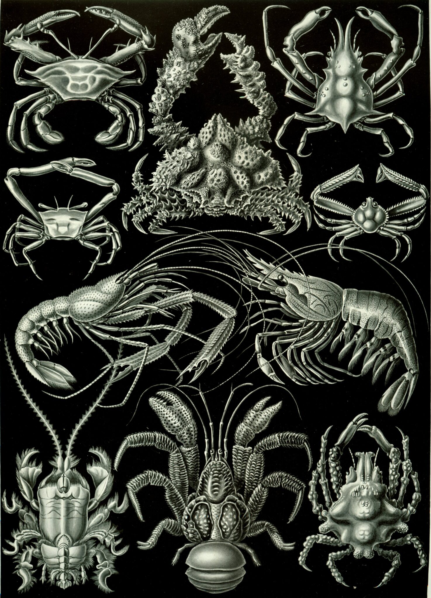 Haeckel_Decapoda crustaceans