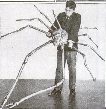 Japanese spider crab