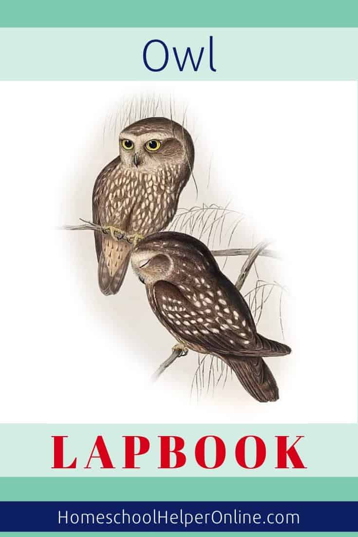 Owl Lapbook